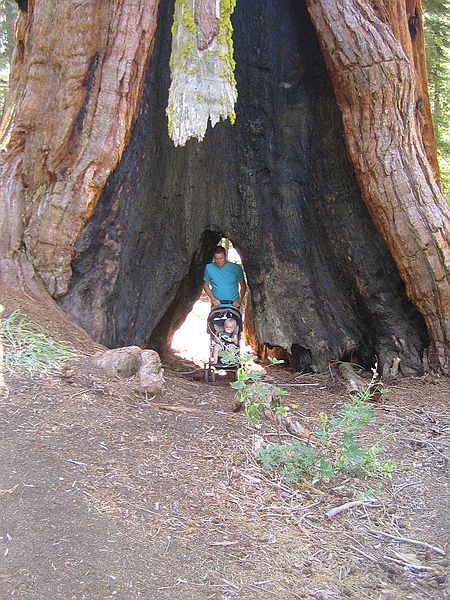 Mariposa Grove, Yosemite Nationalpark