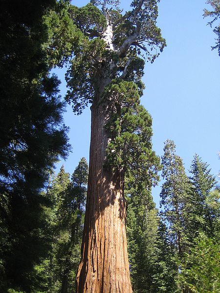 Kings Canyon national park