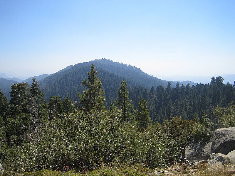 Giant Seqouia national park